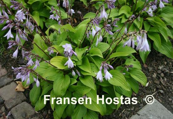 Hosta Pretty Flamingo